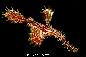 Ghost pipefish by Gleb Tolstov 